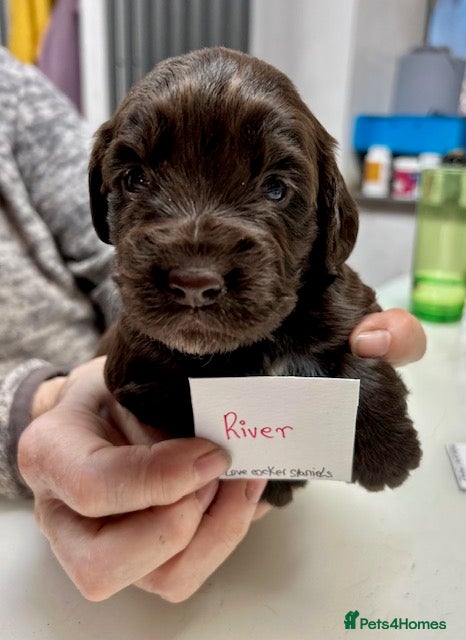 Cocker Spaniel dogs KC Reg Working Cocker Forest of Dean Glos.  - Advert 8