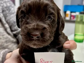 Cocker Spaniel dogs KC Reg Working Cocker Forest of Dean Glos. - Advert 8