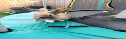 Mixed Breed rabbits for sale: Bunnies  in Newark - Advert 20