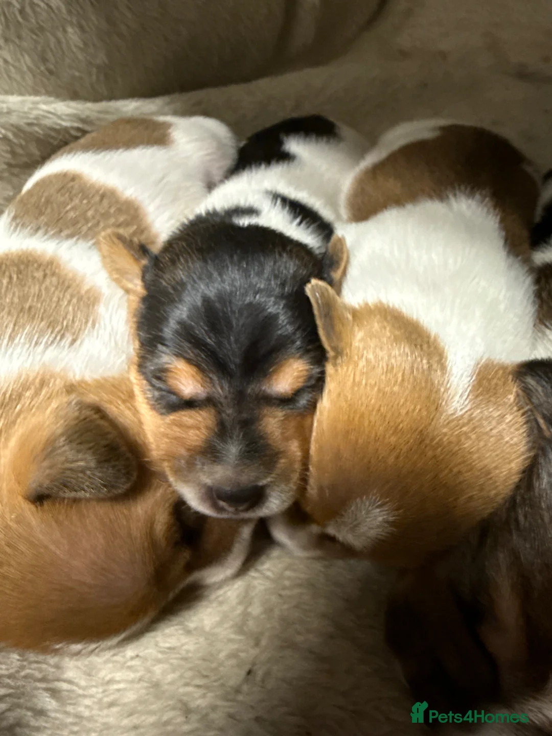 Jack Russell dogs for sale: Lovely family Jack Russell puppies - Advert 3