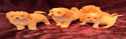 Maltipoo dogs for sale: 💙Maltipoo F1💜 in Hornchurch - Advert 6