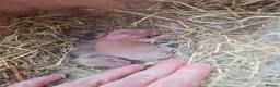 Mini Lop rabbits for sale: Paisley's Bunny Barn  - Advert 4