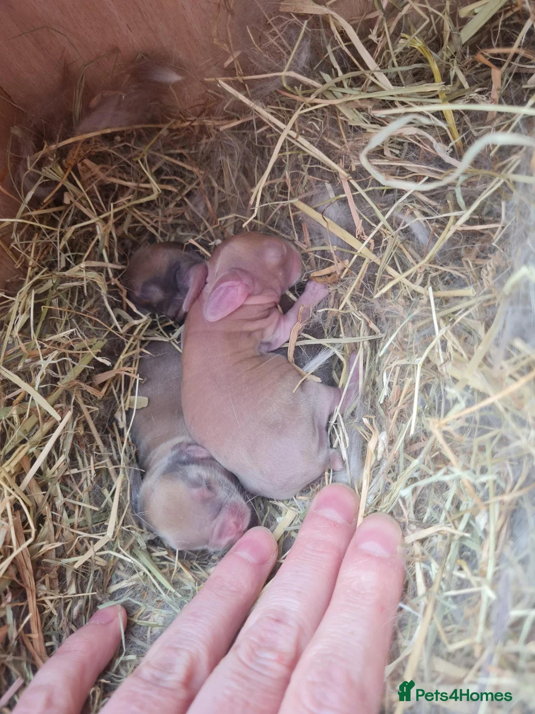 Mini Lop rabbits for sale: Paisley's Bunny Barn  - Advert 4