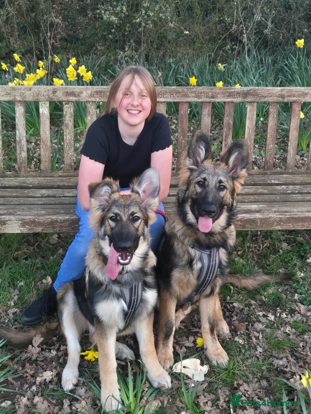 German Shepherd dogs for sale: 2 German shepherds one male one female in Sevenoaks - Advert 22