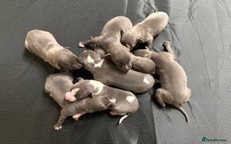 Whippet dogs for sale: Blue KC Boy "adorable" - Image 11