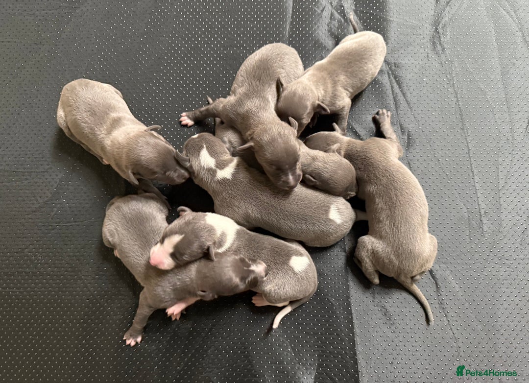 Whippet dogs for sale: Blue KC Boy "adorable" - Image 11