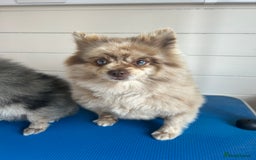 Pomeranian dogs for sale: 2 x pomeranians - Image 18