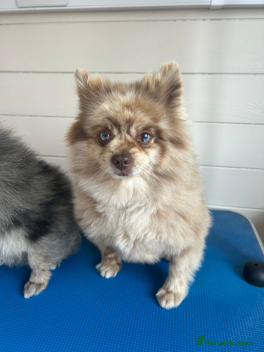 Pomeranian dogs for sale: 2 x pomeranians - Image 18