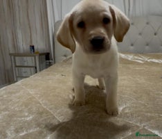 Labrador Retriever dogs - Advert 2