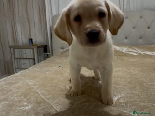 Labrador Retriever dogs Labrador retriever. - Advert 6