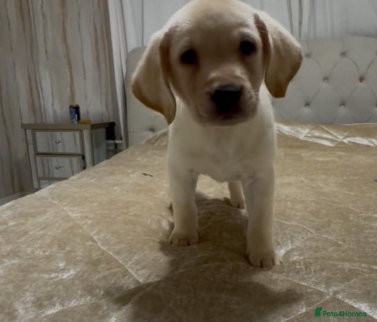 Labrador Retriever dogs - Advert 5