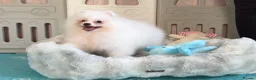 Pomeranian dogs for sale: Tiny White snow Pomeranian Puppies  - Advert 9