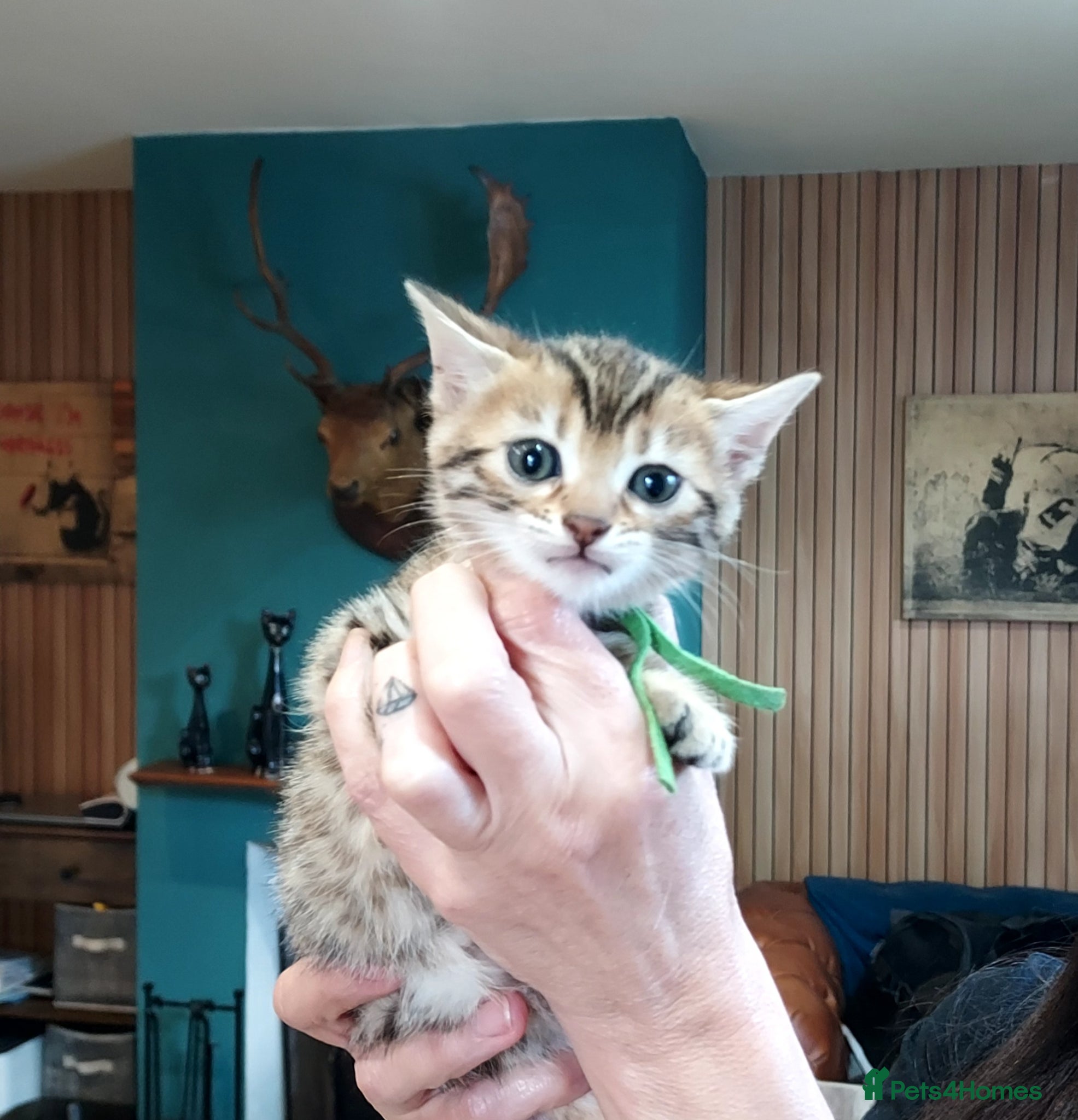 Mixed Breed cats Gingal kittens x 6 (GINger Tom x benGAL - Advert 4