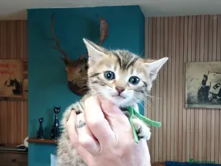 Mixed Breed cats Gingal kittens x 6 (GINger Tom x benGAL - Advert 1