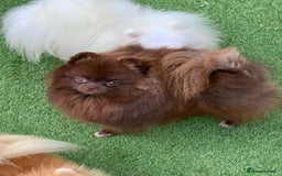 Pomeranian dogs for stud: Chocolate Proven Pomeranian Boy - Image 2