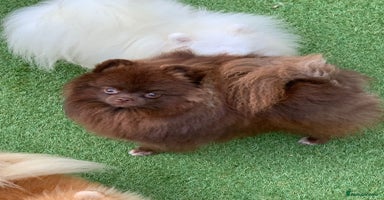 Pomeranian dogs - Advert 8