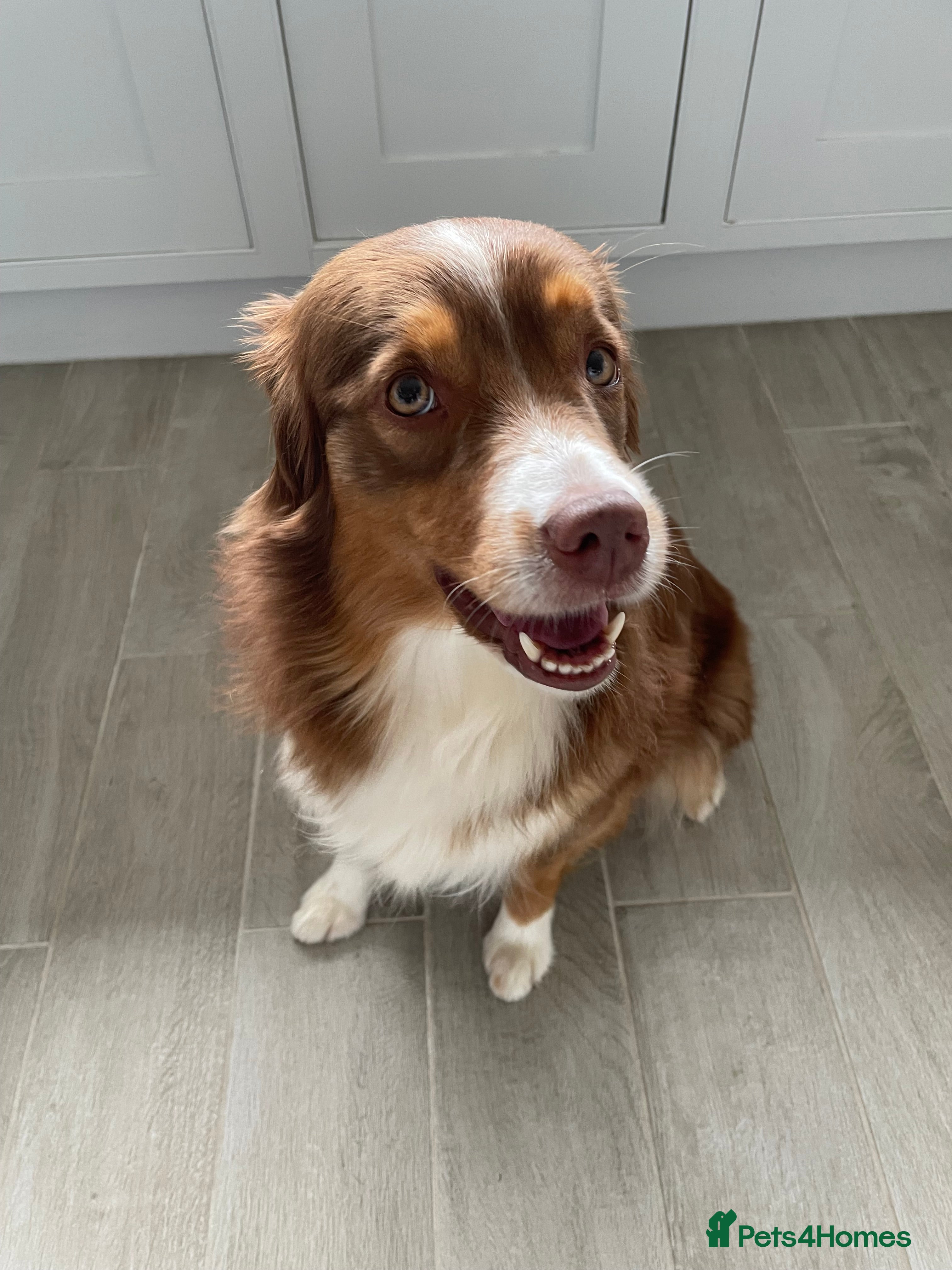 Australian Shepherd dogs Miley  - Advert 1