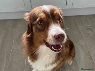 Australian Shepherd dogs Miley - Advert 1