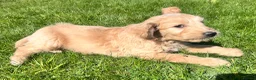 Goldendoodle dogs for sale: Stunning Goldendoodle Puppies - Advert 18