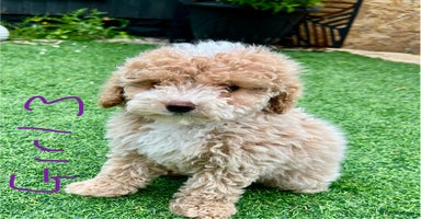 Miniature Poodle dogs - Advert 15