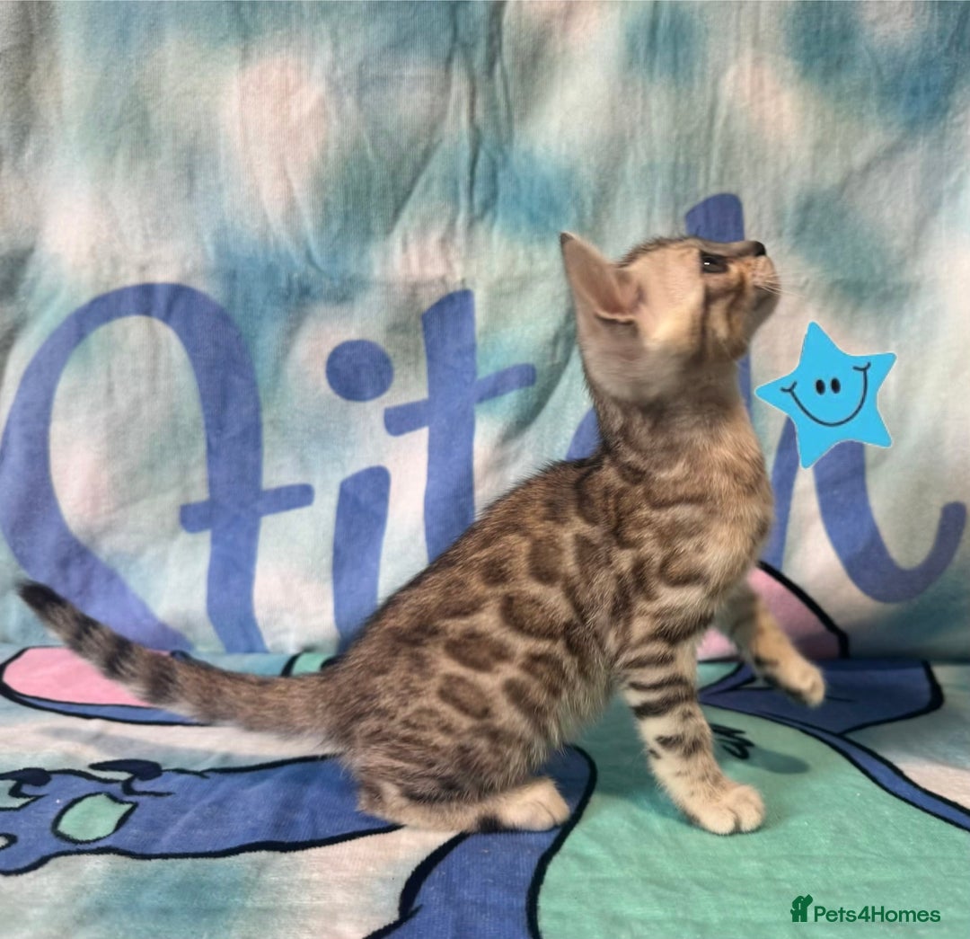 Bengal cats for sale: TICA Silver Bengal kittens - Image 5
