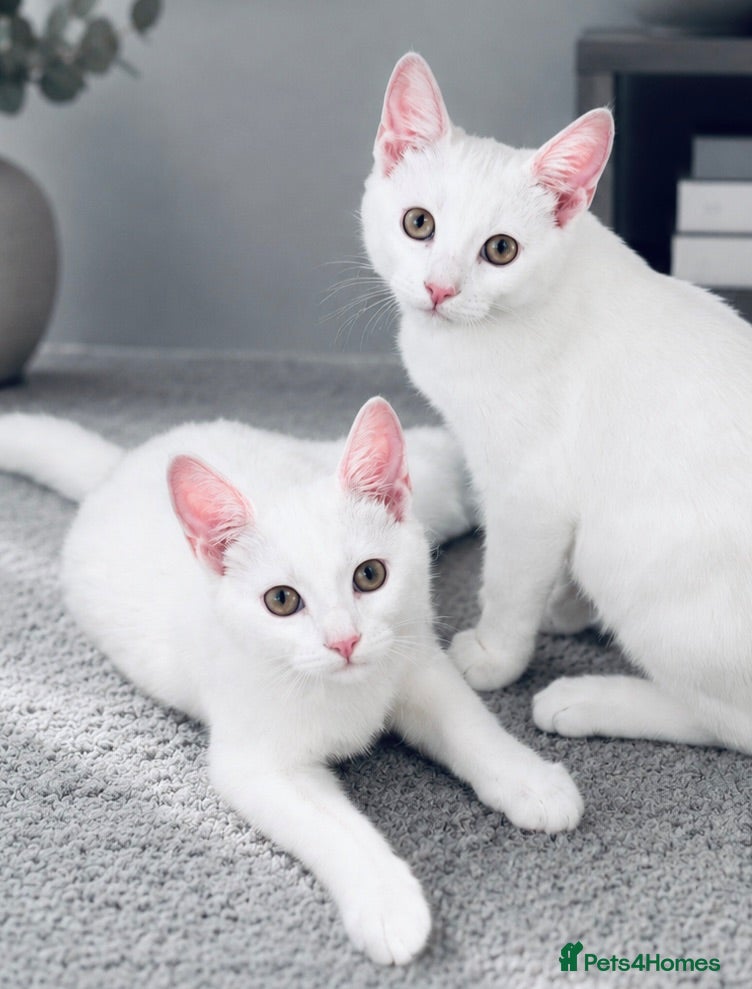 Mixed Breed cats TWO WHITE KITTENS 12 WEEKS OLD £280 for both. - Advert 1