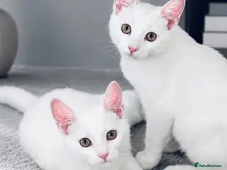 Mixed Breed cats WHITE KITTENS FOR LOVING HOME - Advert 8