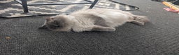 Ragdoll cats for stud: Handsome Ragdoll Stud  Blue Eyes, Gentle Heart 💙 - Advert 3