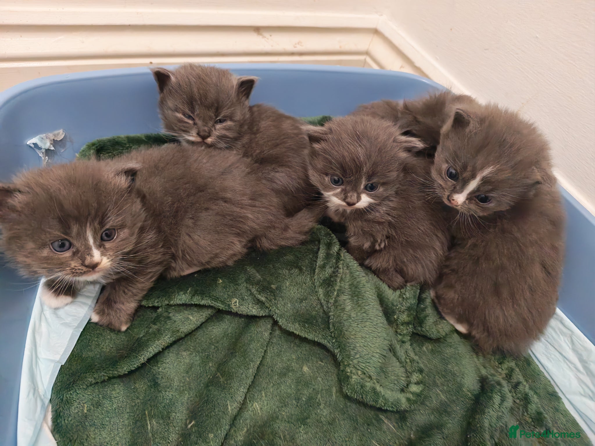 Mixed Breed cats Grey fluffy kittens - Advert 16