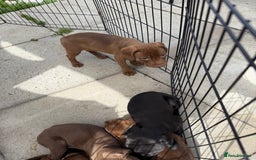 Mixed Breed dogs for sale: Mixed breed  - Image 7