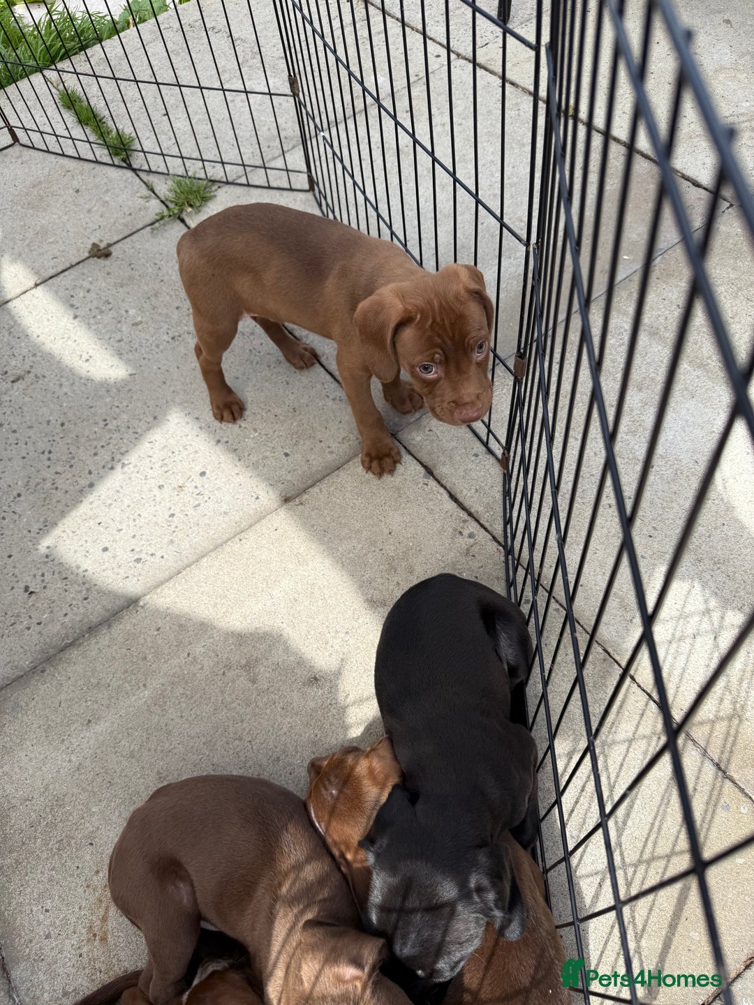 Mixed Breed dogs for sale: Mixed breed  - Image 7