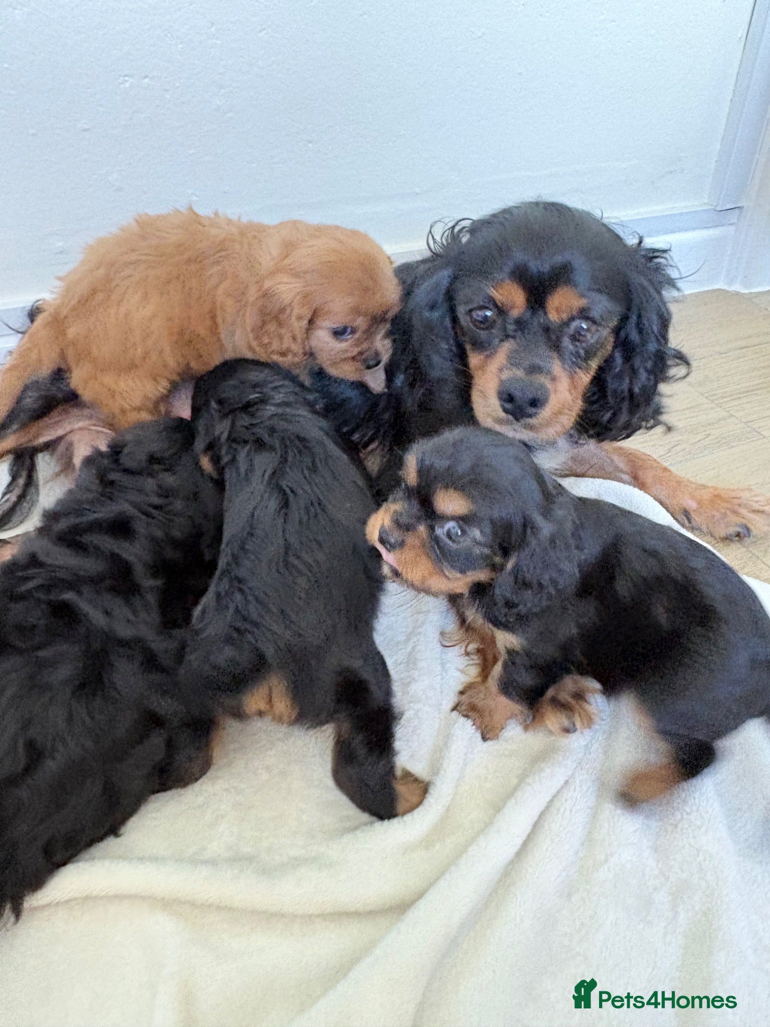 Cavalier King Charles Spaniel dogs Beautiful Cavalier King Charles puppies - Advert 3