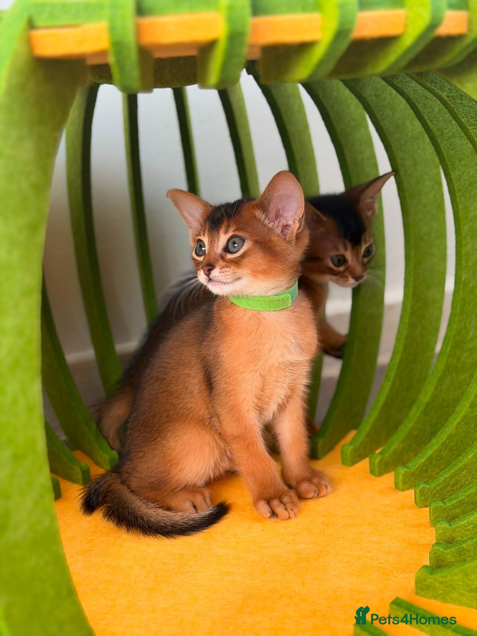 Abyssinian cats 🎖🏆🏅last 2 Abyssinian kittens  - Advert 6