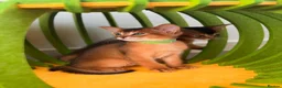 Abyssinian cats for sale: 🎖🏆🏅last 2 Abyssinian kittens  - Advert 1