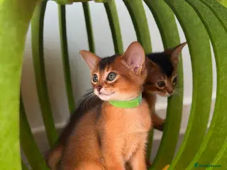 Abyssinian cats 🎖🏆🏅 last two Abyssinian boys - Advert 1