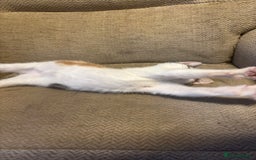 Mixed Breed cats for sale: Female Calico Kitten - Image 8