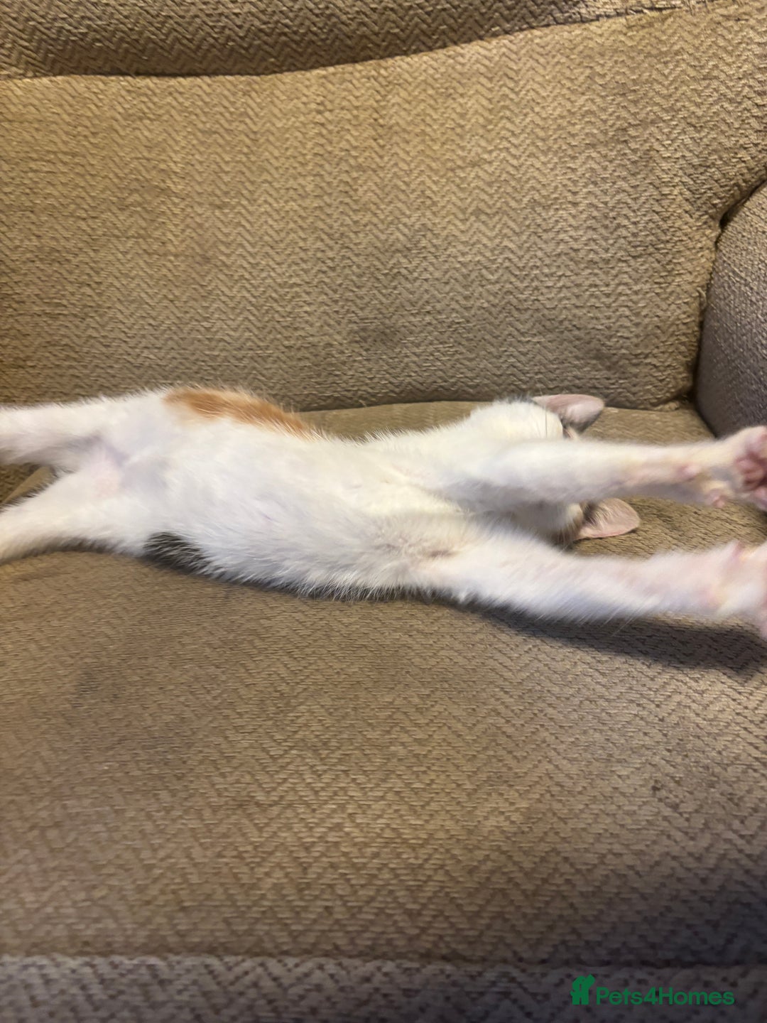 Mixed Breed cats for sale: Female Calico Kitten - Image 8