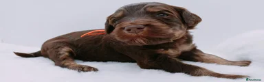 ORANGE COLLAR 