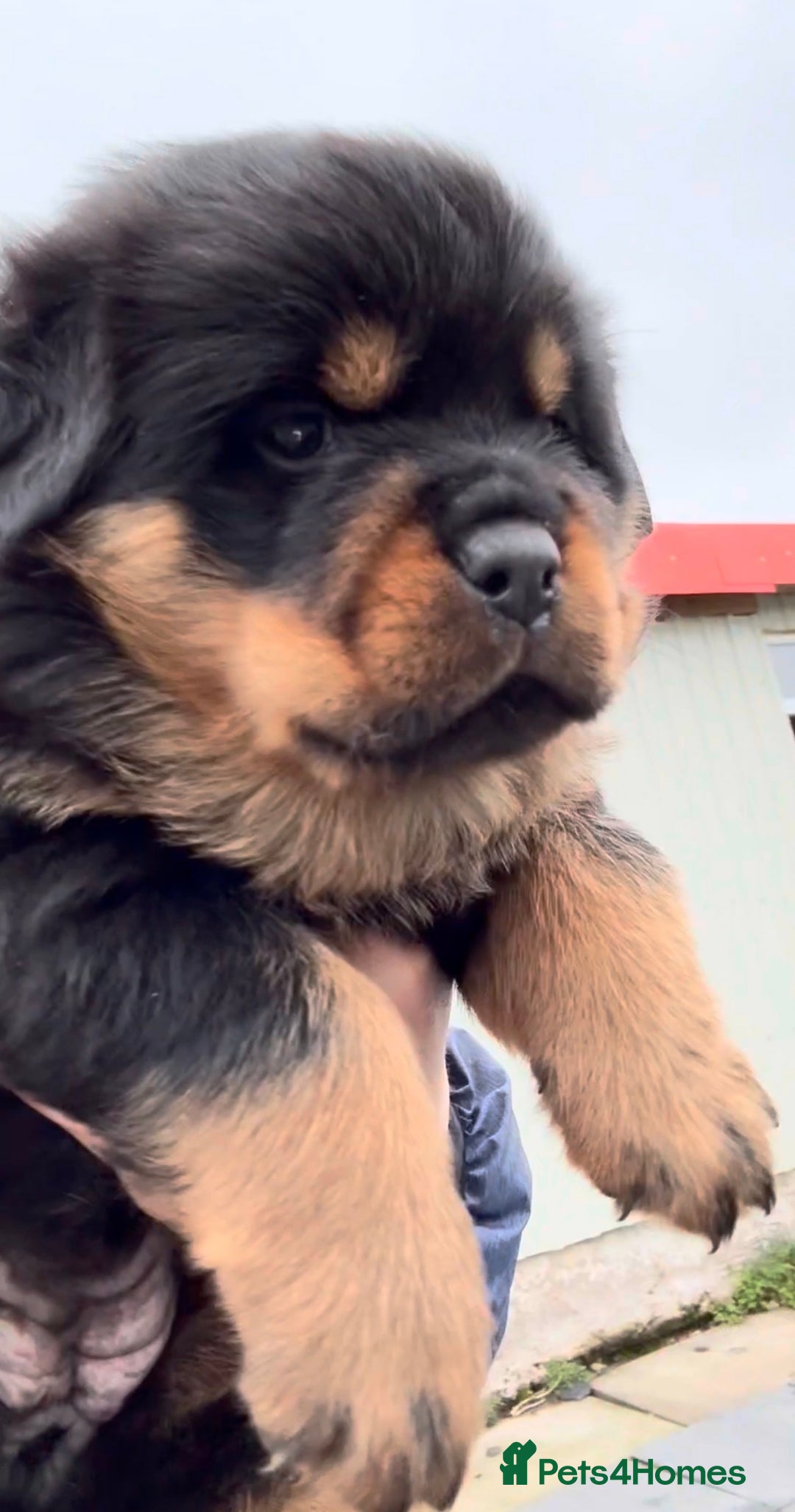 Rottweiler dogs for sale: 5-Generation Kennel Club Rottweiler Puppies  - Advert 13