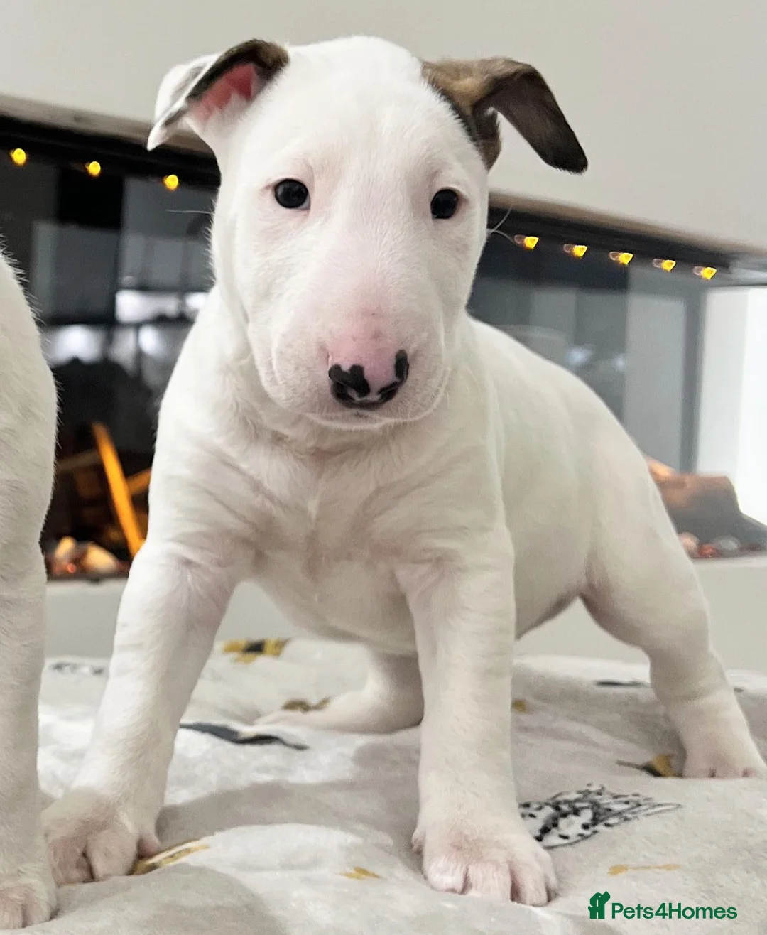 English Bull Terrier dogs for stud: CHAMPION LINES ENGLISH BULL TERRIER FOR STUD. in Sunderland - Advert 6