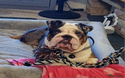 English Bulldog dogs for sale: Female Merle Pebble English Bulldog  - Image 1