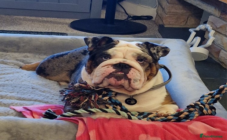 English Bulldog dogs - Advert 2