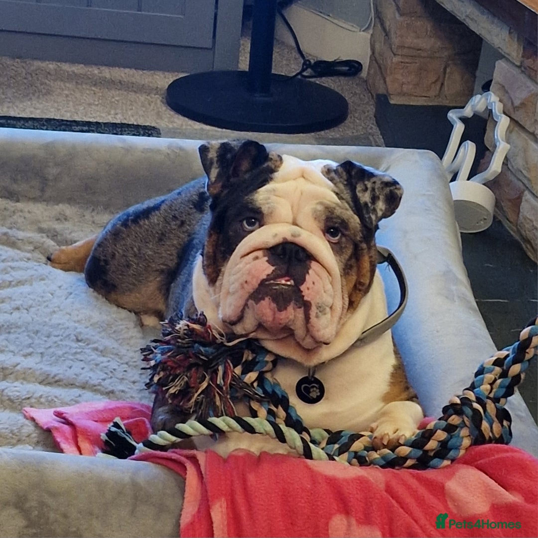 English Bulldog dogs for sale: Female Merle Pebble English Bulldog  - Image 1