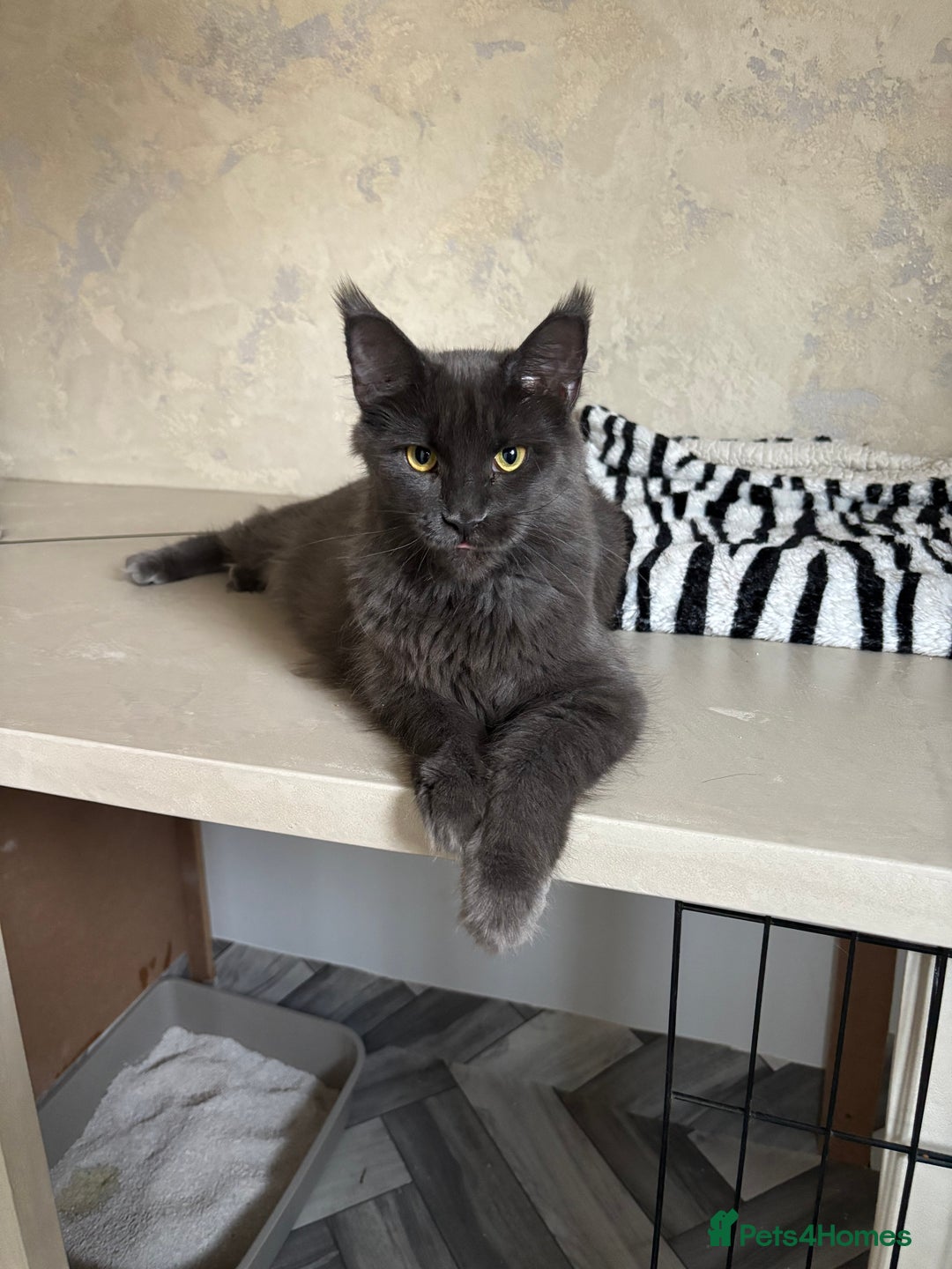 Maine Coon cats for sale: GCCF-Registered Maine Coon Kittens - Advert 6