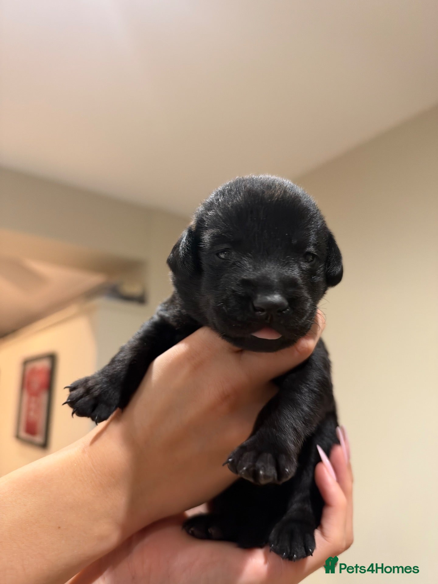 Labrador Retriever dogs Black Labrador Puppies  - Advert 1