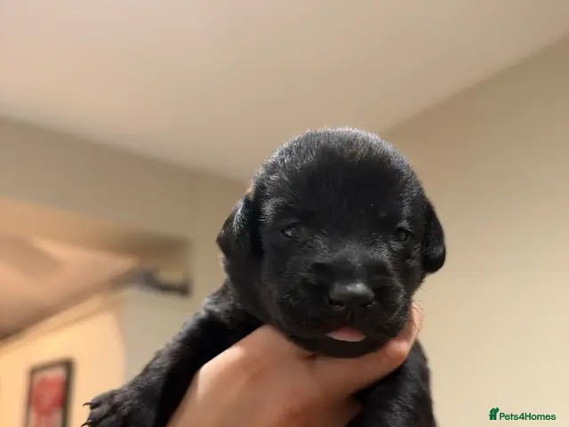 Labrador Retriever dogs Black Labrador Puppies - Advert 1