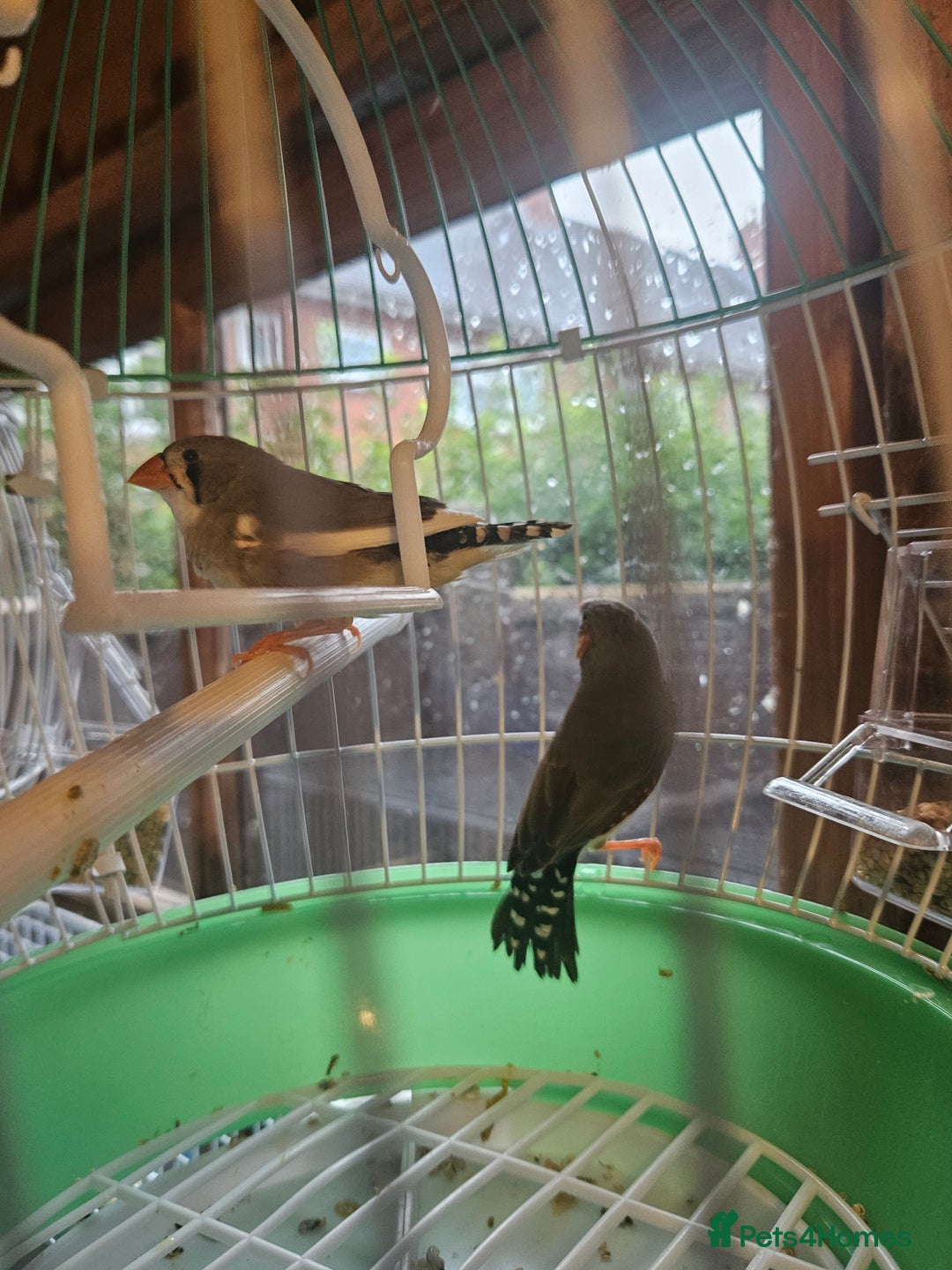 Finches birds for sale: Greenfinch, Bengalese Finches & Zebra Finches - Image 12