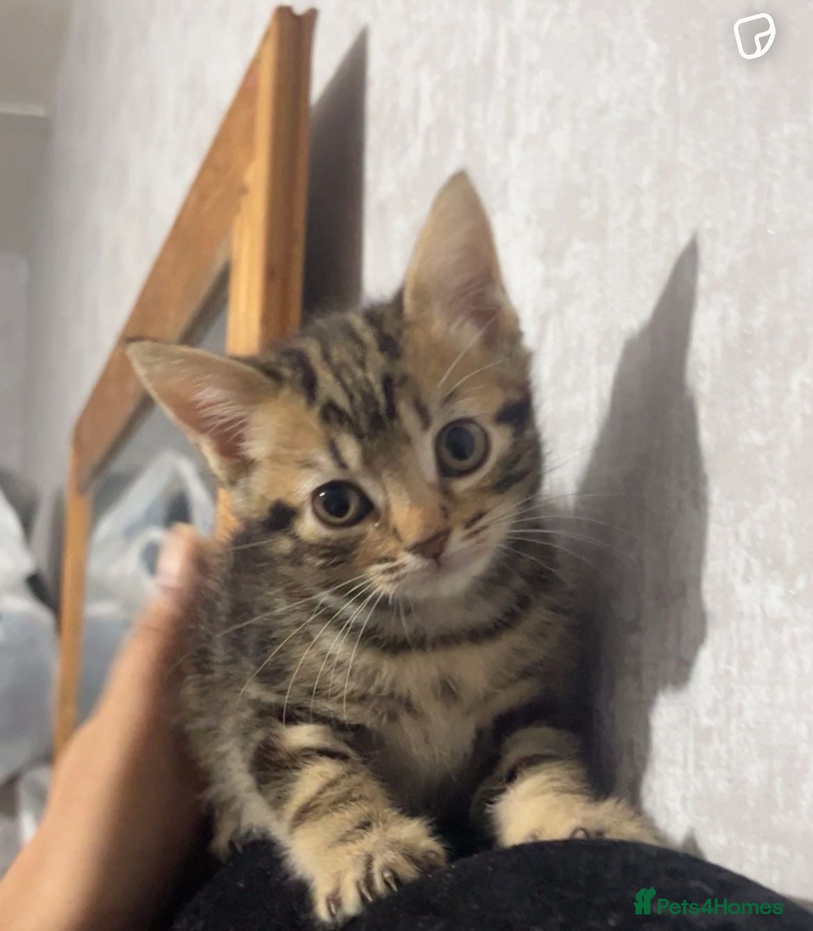 Mixed Breed cats maine-coon x - Advert 1