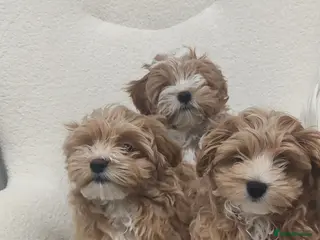 Maltipoo dogs Exclusive F1 Tiny Asian Maltipoo Puppies - Advert 18