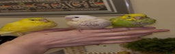 Budgerigars birds for sale: Hand reared hand tame baby budgies - Advert 1